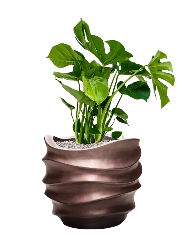 Monstera deliciosa in Baq Gradient Lee Office Plant With Pot 82cm Height 27cm Dia