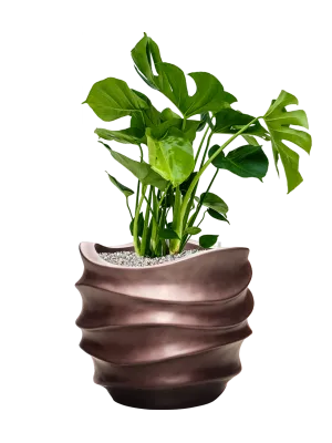 Monstera deliciosa in Baq Gradient Lee Office Plant With Pot 82cm Height 27cm Dia
